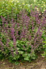 Szałwia okręgowa „Purple Rain” - Salvia verticillata Purple Rain - Image 3