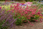 Kłosowiec „Red Fortune” - Agastache mexicana Red Fortune - obrazek 2