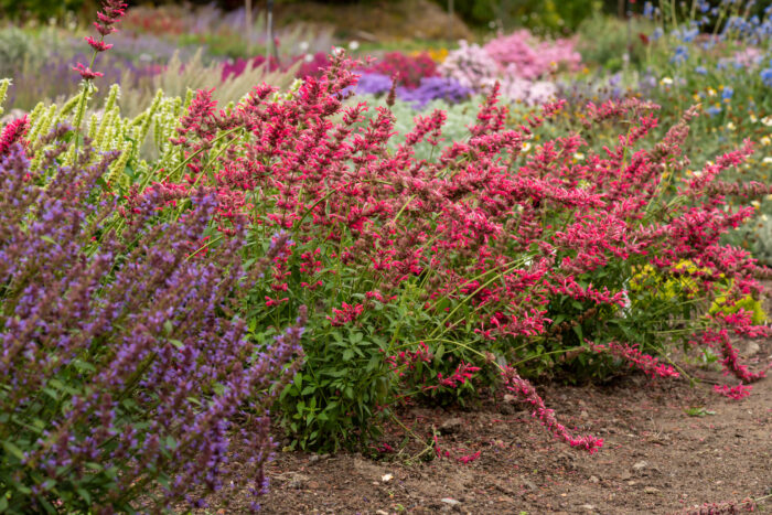 Kłosowiec „Red Fortune” - Agastache mexicana Red Fortune - obrazek 2