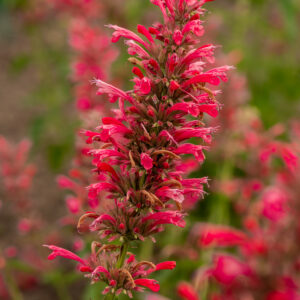 Kłosowiec „Red Fortune” - Agastache mexicana Red Fortune