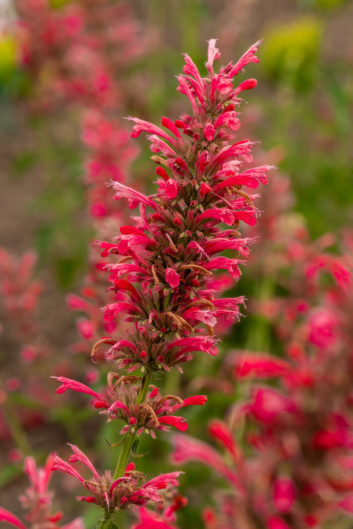 Kłosowiec „Red Fortune” - Agastache mexicana Red Fortune - obrazek 1