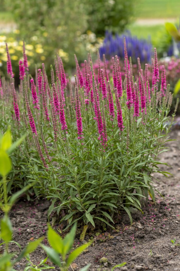 Przetacznik kłosowy „Rotfuchs” - Veronica spicata Rotfuchs - obrazek 2