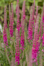 Przetacznik kłosowy „Rotfuchs” - Veronica spicata Rotfuchs