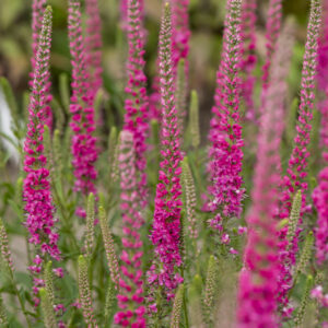 Przetacznik kłosowy „Rotfuchs” - Veronica spicata Rotfuchs