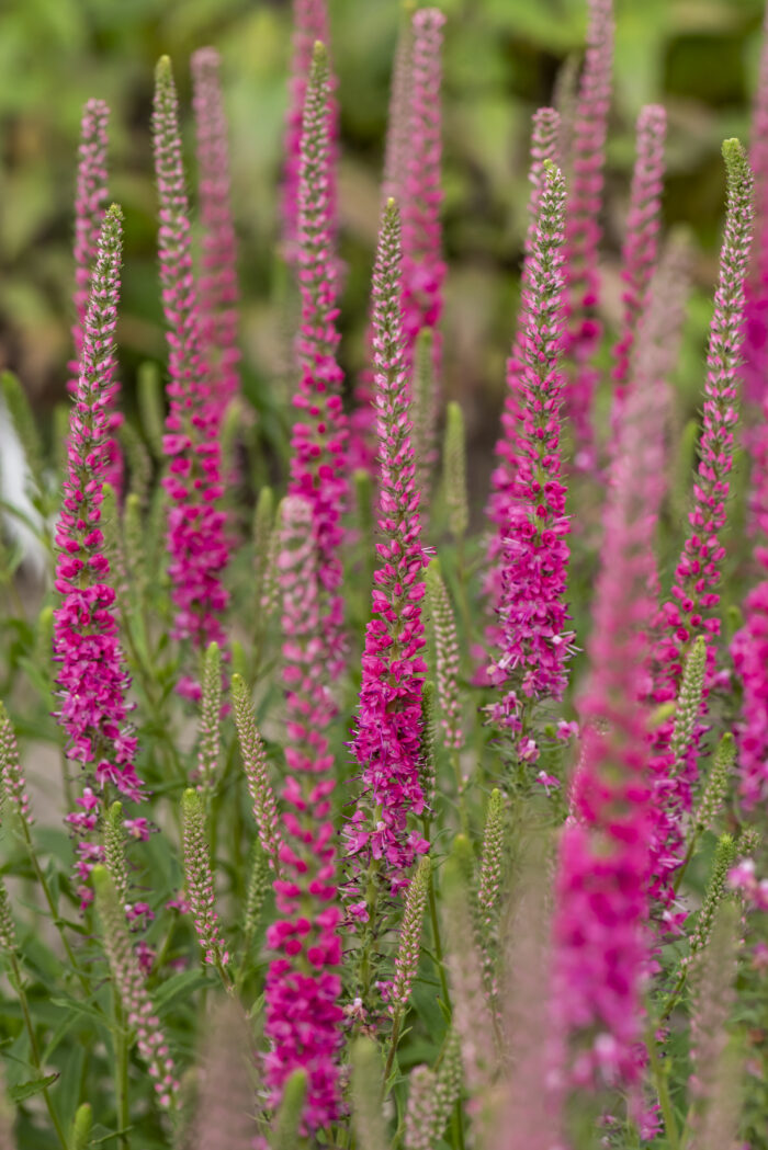 rotfuchs_veronica-spicata_79360_2 Przetacznik kłosowy „Rotfuchs” - Veronica spicata Rotfuchs - obrazek 1