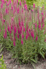 Przetacznik kłosowy „Rotfuchs” - Veronica spicata Rotfuchs - obrazek 3