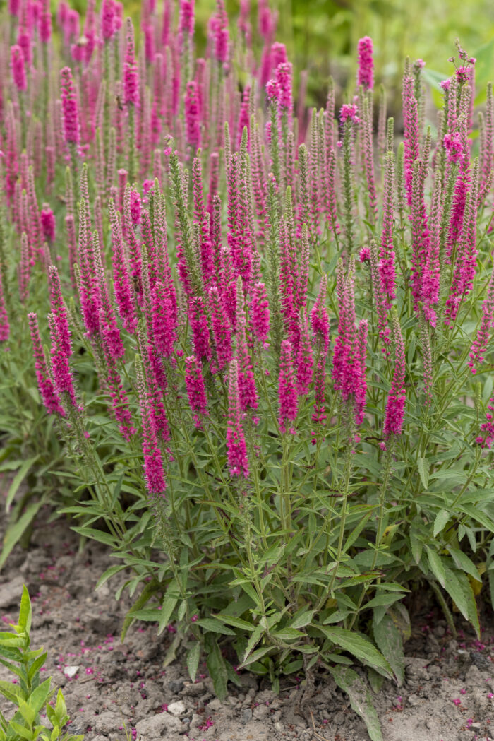 Przetacznik kłosowy „Rotfuchs” - Veronica spicata Rotfuchs - obrazek 3