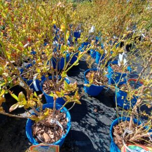 Borówka amerykańska „Chandler” - Vaccinium corymbosum Chandler