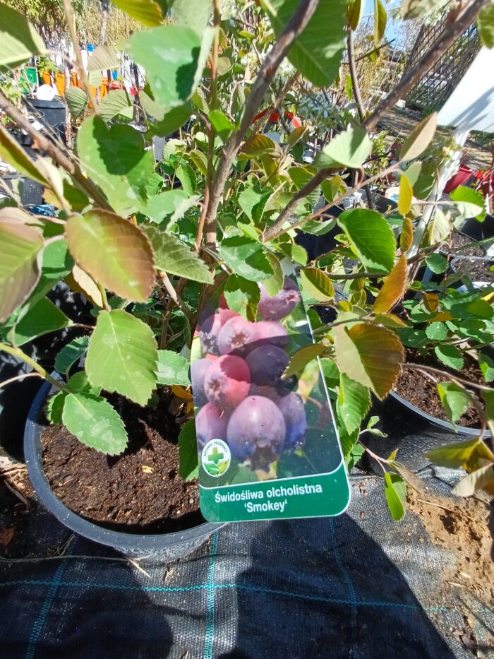 Świdośliwa olcholistna „Smoky” - Amelanchier alnifolia Smoky - obrazek 2