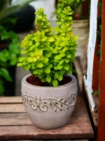 Berberis thunbergii 'Neon Gold'