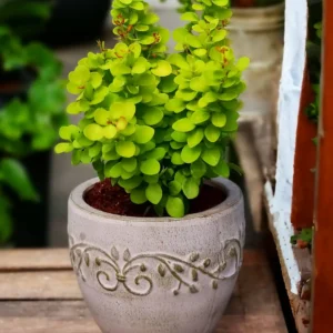 Berberis thunbergii 'Neon Gold'