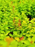 Berberis thunbergii 'Neon Gold' - obrazek 2
