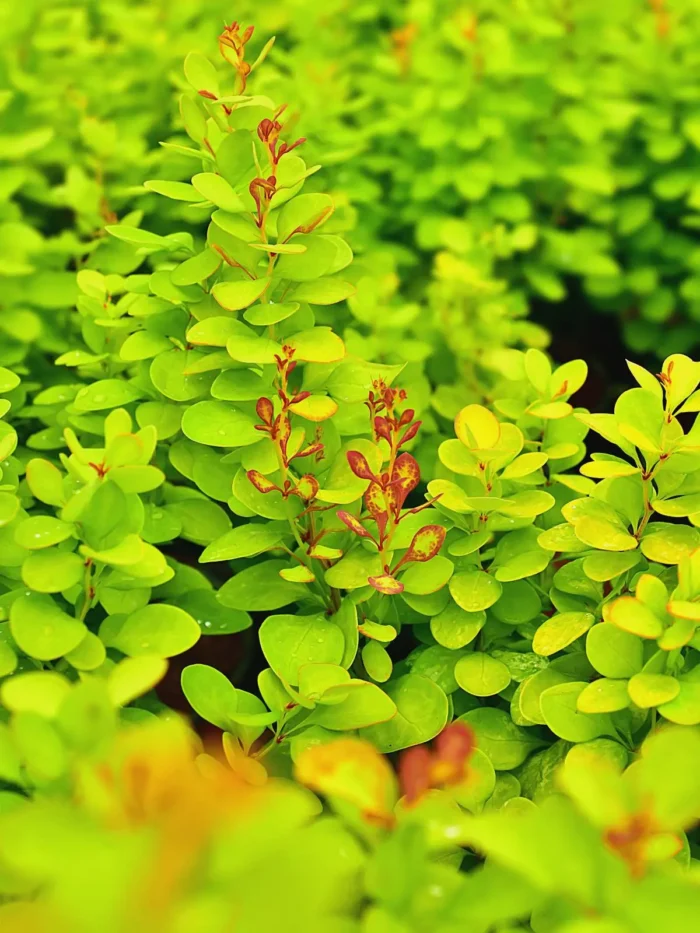 Berberis thunbergii 'Neon Gold' - obrazek 2