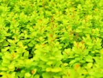Berberis thunbergii 'Neon Gold' - obrazek 3