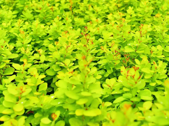 Berberis thunbergii 'Neon Gold' - obrazek 3