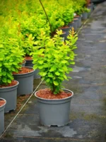 Berberis thunbergii 'Neon Gold' - obrazek 4