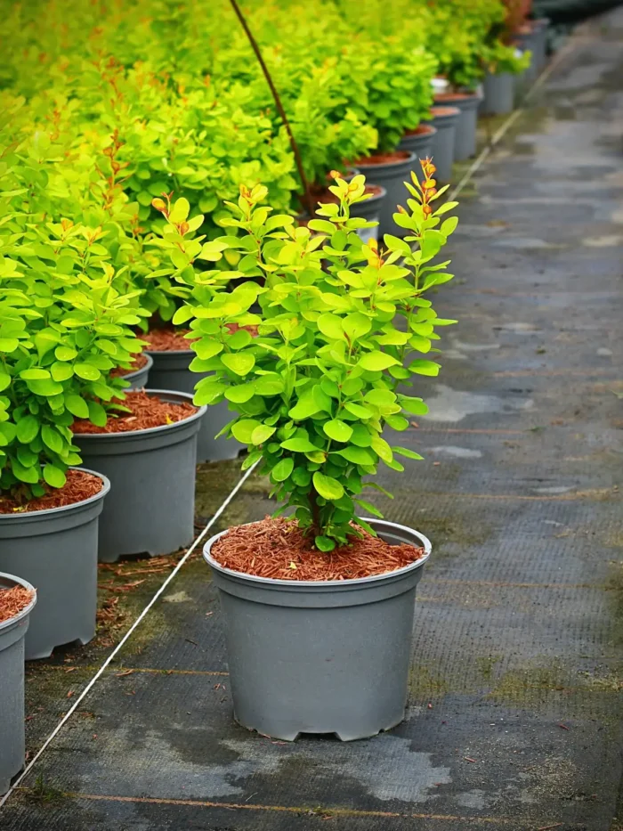 Berberis thunbergii 'Neon Gold' - obrazek 4