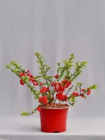 Pigwowiec japoński 'Red Joy' - Chaenomeles japonica 'Red Joy'