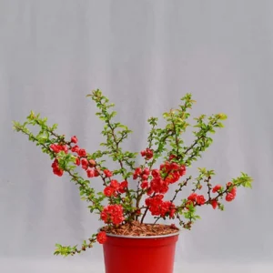 Pigwowiec japoński 'Red Joy' - Chaenomeles japonica 'Red Joy'