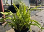 Języcznik zwyczajny 'Angustatum' - Asplenium scolopendrium 'Angustatum'