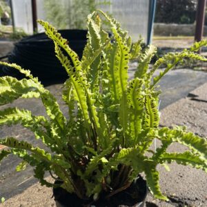 Języcznik zwyczajny 'Angustatum' - Asplenium scolopendrium 'Angustatum'