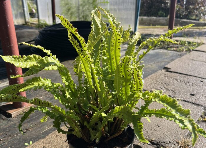 Języcznik zwyczajny 'Angustatum' - Asplenium scolopendrium 'Angustatum' - obrazek 1