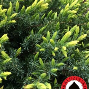 Juniperus conferta 'Sunflower'