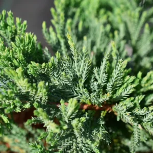 Jałowiec płożący 'Blue Chip' - Juniperus horizontalis 'Blue Chip' "A"