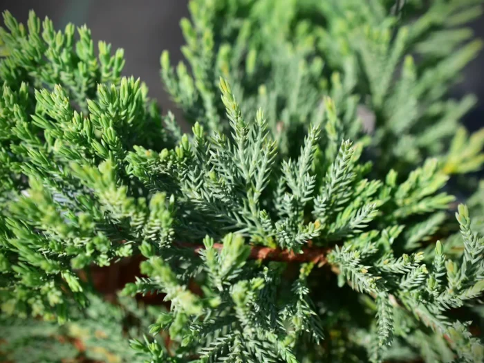 Jałowiec płożący 'Blue Chip' - Juniperus horizontalis 'Blue Chip' "A" - obrazek 1