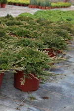 Juniperus horizontalis 'Prince of Wales' "B"