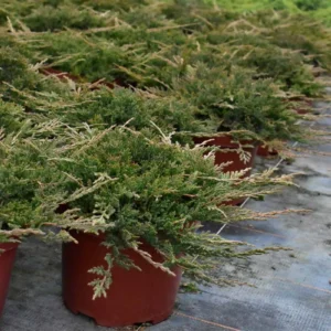 Juniperus horizontalis 'Prince of Wales' "B"