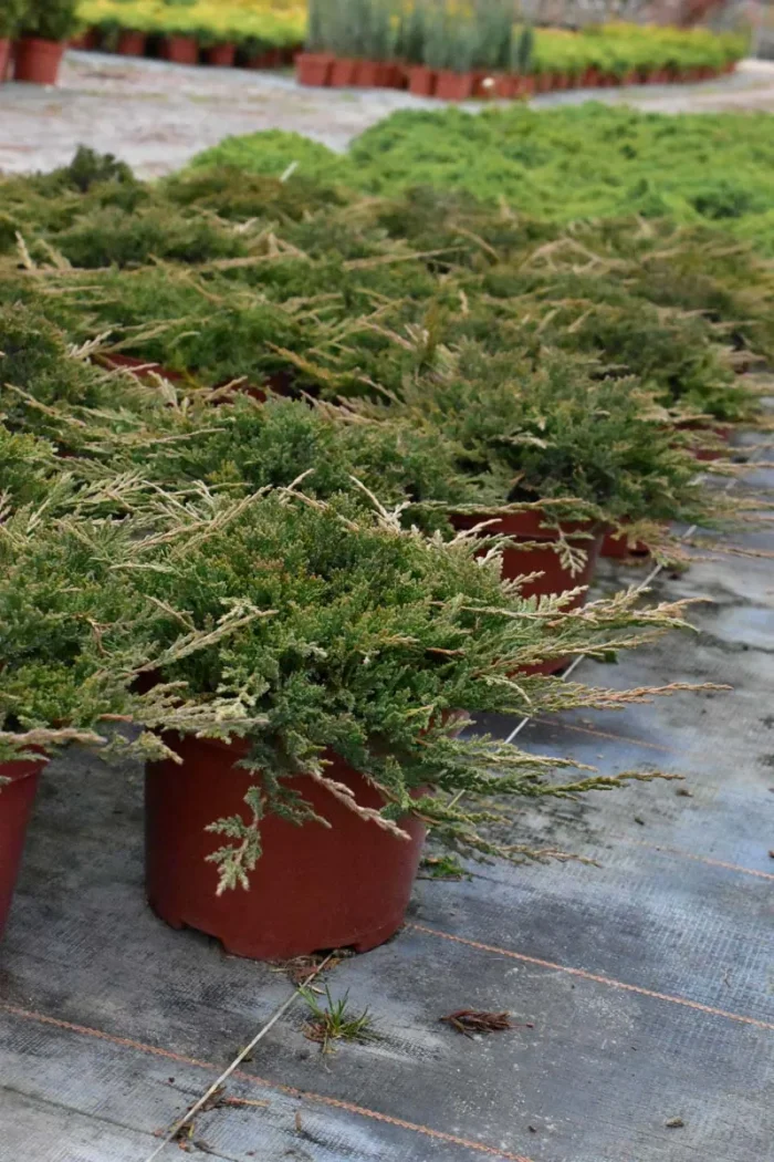Juniperus horizontalis 'Prince of Wales' "B" - Image 1