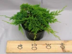 Juniperus horizontalis 'Prince of Wales' "B" - Image 2