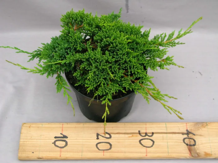 Juniperus horizontalis 'Prince of Wales' "B" - Image 2