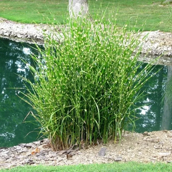 Miskant chiński 'Strictus' - Miscanthus sinensis 'Strictus' - obrazek 1