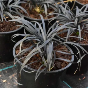 Konwalnik płaskopędowy 'Nigrescens' - Ophiopogon planiscapus 'Nigrescens'