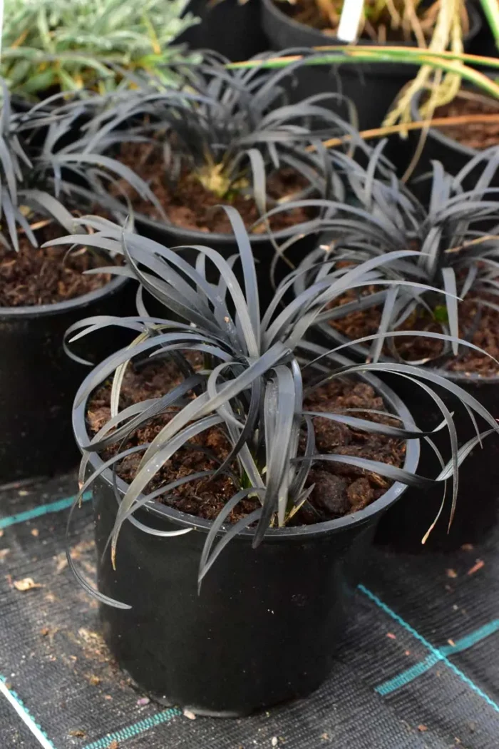 Konwalnik płaskopędowy 'Nigrescens' - Ophiopogon planiscapus 'Nigrescens' - obrazek 1