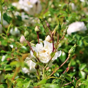 Róża 'The Fairy' 'Alba Meidiland' - Rosa 'The Fairy' 'Alba Meidiland'