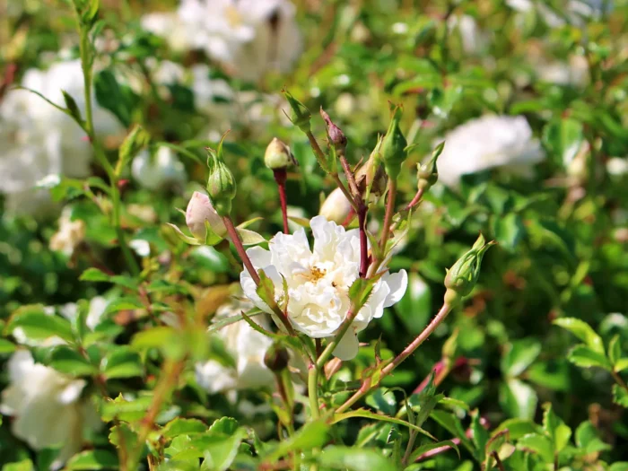 Róża 'The Fairy' 'Alba Meidiland' - Rosa 'The Fairy' 'Alba Meidiland' - obrazek 1