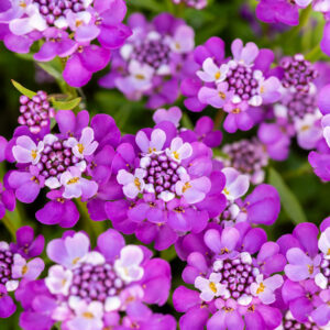 Ubiorek wiecznie zielony 'Absolutely Amethyst' - Iberis sempervirens 'Absolutely Amethyst'
