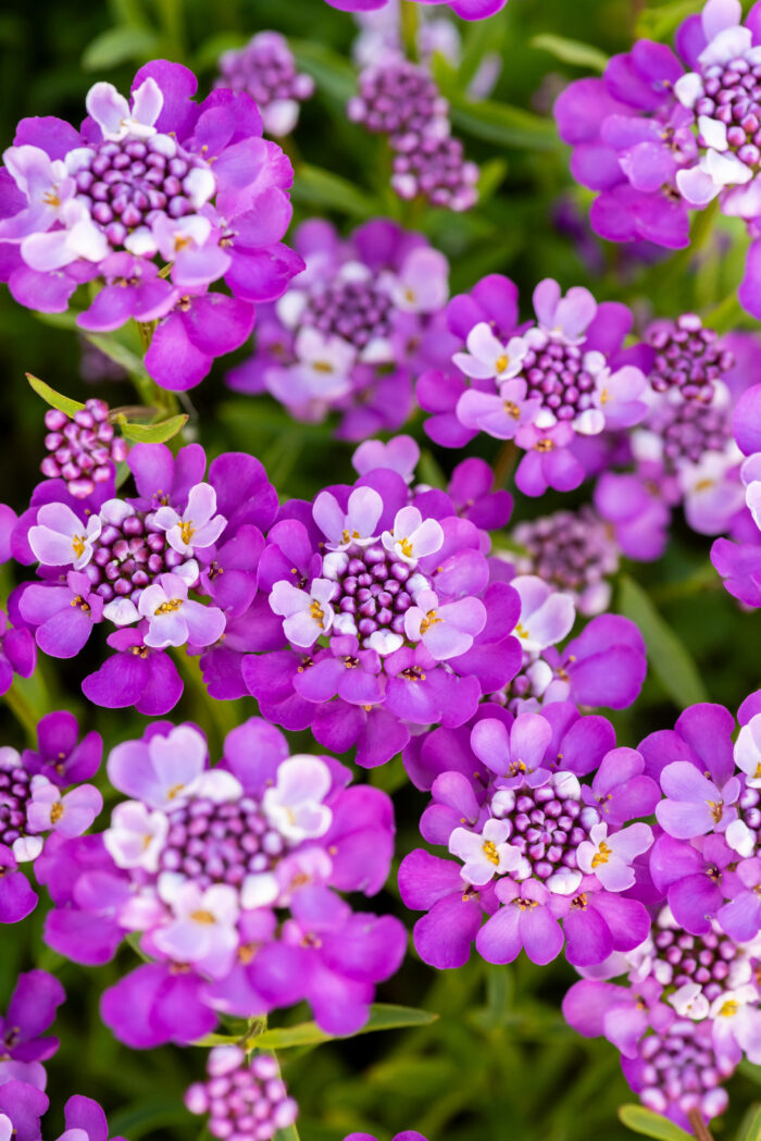 Ubiorek wiecznie zielony 'Absolutely Amethyst' - Iberis sempervirens 'Absolutely Amethyst' - obrazek 1