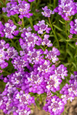 Ubiorek wiecznie zielony 'Absolutely Amethyst' - Iberis sempervirens 'Absolutely Amethyst' - obrazek 10