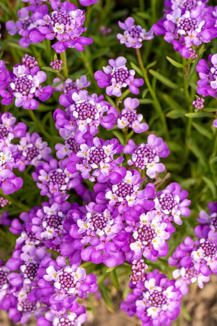 Ubiorek wiecznie zielony 'Absolutely Amethyst' - Iberis sempervirens 'Absolutely Amethyst' - obrazek 10