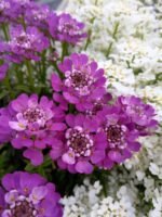 Ubiorek wiecznie zielony 'Absolutely Amethyst' - Iberis sempervirens 'Absolutely Amethyst' - obrazek 2
