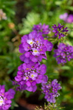 Ubiorek wiecznie zielony 'Absolutely Amethyst' - Iberis sempervirens 'Absolutely Amethyst' - obrazek 3