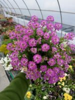 Ubiorek wiecznie zielony 'Absolutely Amethyst' - Iberis sempervirens 'Absolutely Amethyst' - obrazek 4