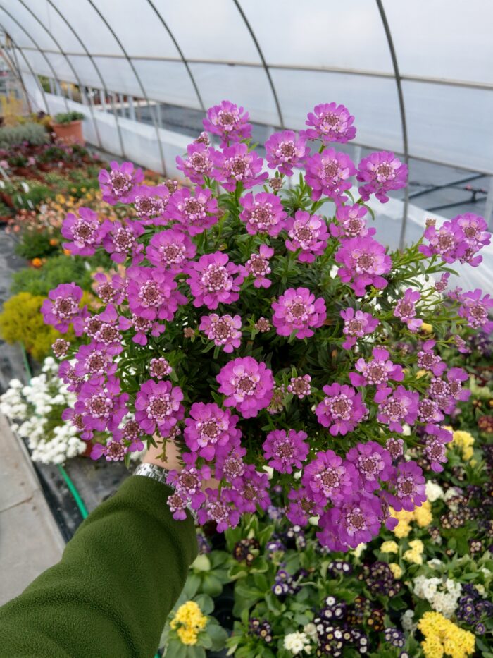 Ubiorek wiecznie zielony 'Absolutely Amethyst' - Iberis sempervirens 'Absolutely Amethyst' - obrazek 4