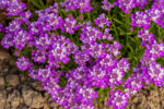 Ubiorek wiecznie zielony 'Absolutely Amethyst' - Iberis sempervirens 'Absolutely Amethyst' - obrazek 5