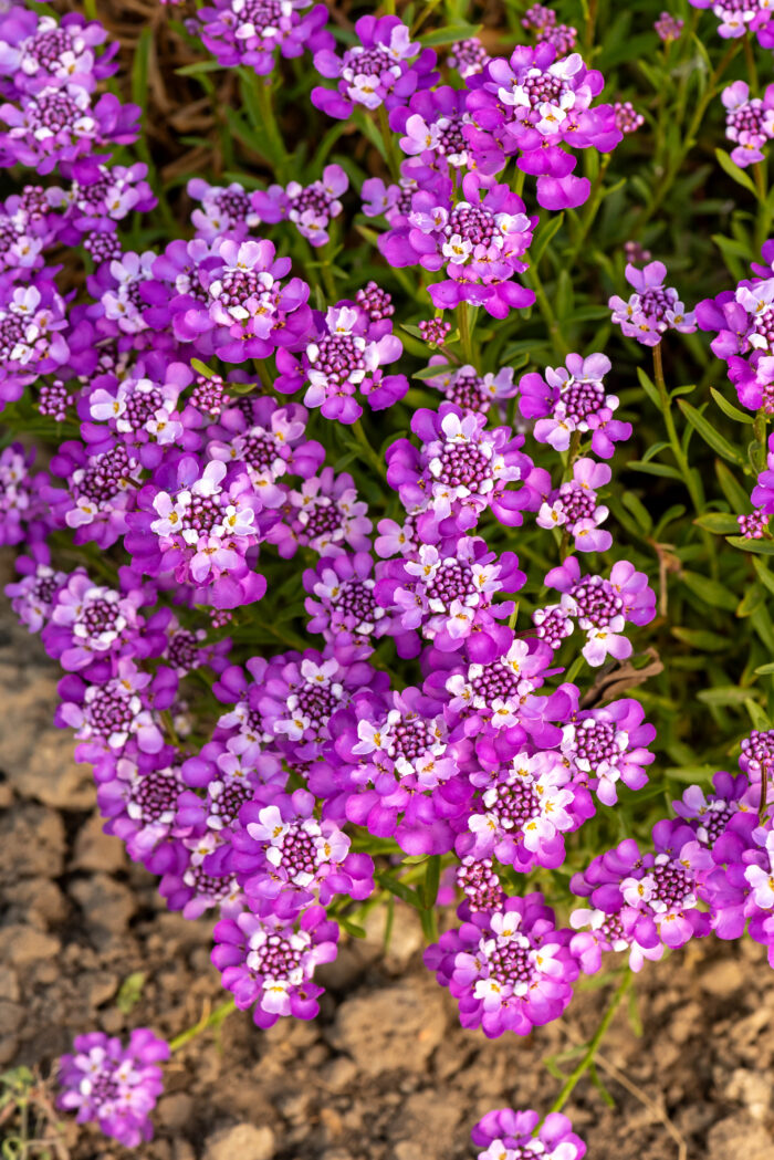 Ubiorek wiecznie zielony 'Absolutely Amethyst' - Iberis sempervirens 'Absolutely Amethyst' - obrazek 6