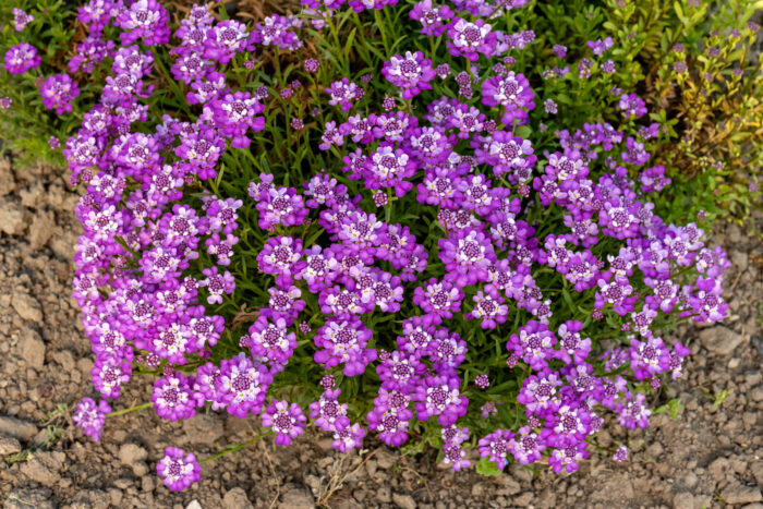 Ubiorek wiecznie zielony 'Absolutely Amethyst' - Iberis sempervirens 'Absolutely Amethyst' - obrazek 7